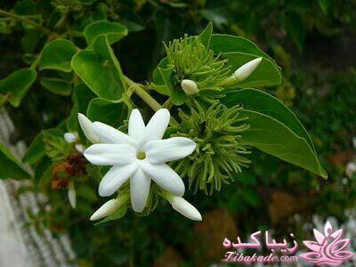 داستان پستچی چیستا یثربی