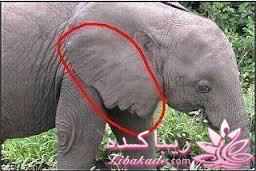 نکته عکس رو گرفتی؟؟؟؟