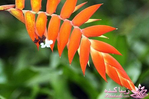 گیاهان آپارتمانی 