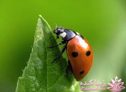 ما پسرهای باحال!