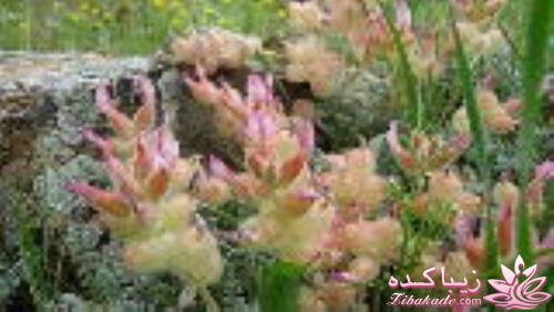 مسابقه عکاسی زیباکده ای مورد حمایت فروشگاه پانوراما**ویژه دریافت عکس**