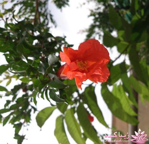 .:آلبوم عکسهای خودگرفته ما:.