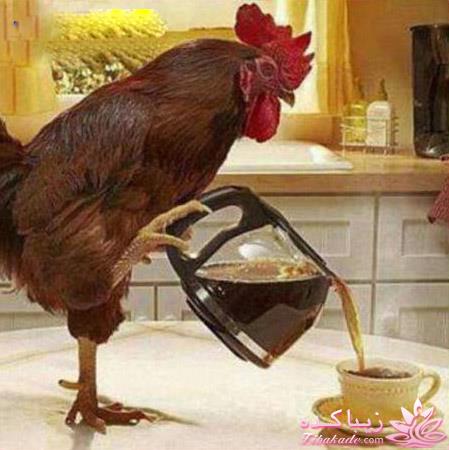 كافه گفت وگو ...