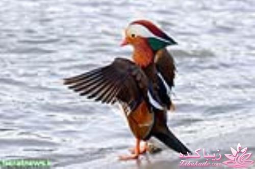 پرندگان زیبا