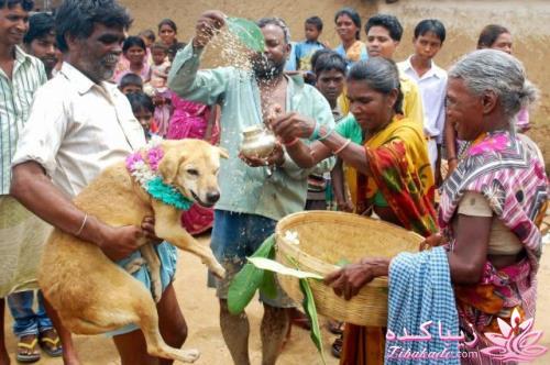 ازدواج دختر هندی با یک سگ