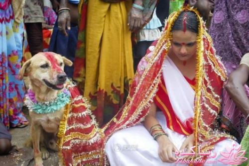ازدواج دختر هندی با یک سگ