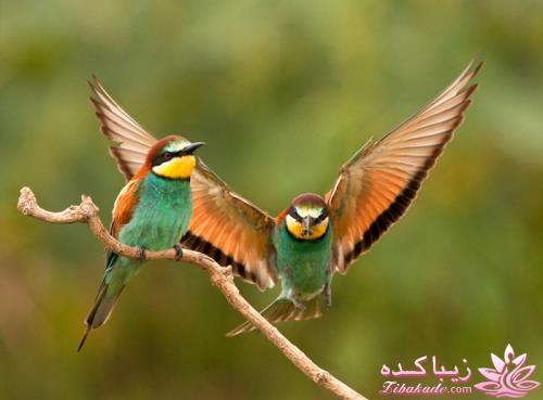 پرندگان زیبا