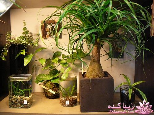 گیاهان آپارتمانی