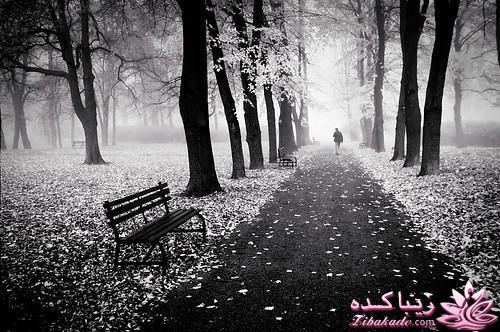 یک فنجان شعر