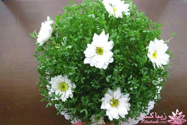 آموزش تزیین سفره هفت سین