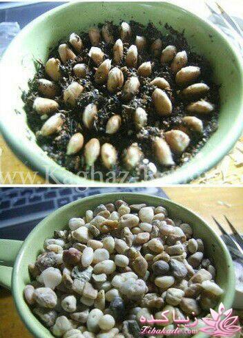 آموزش تزیین سفره هفت سین