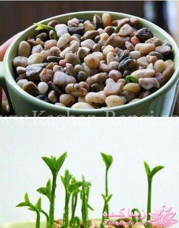 آموزش تزیین سفره هفت سین