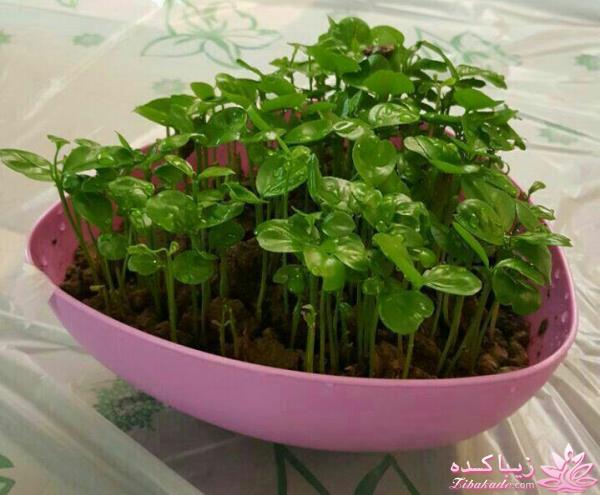 آموزش تزیین سفره هفت سین