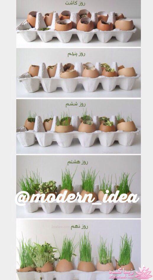 سبزه عید را خودتان سبز کنید !