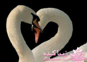 همسر خود را بشناسیم (دکتر انوشه)