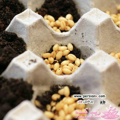 ایده ای زیبا برای سبزه ی سفره هفت سین