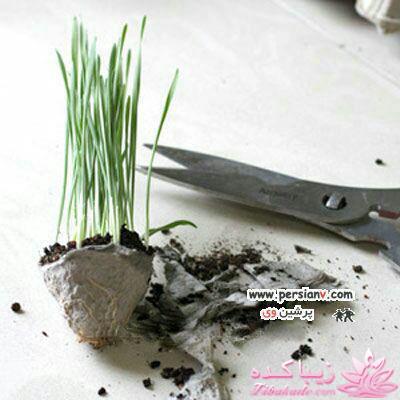 ایده ای زیبا برای سبزه ی سفره هفت سین