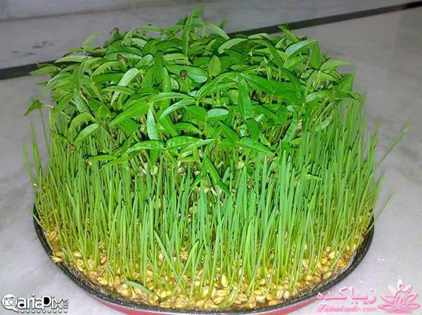 ایده ای زیبا برای سبزه ی سفره هفت سین