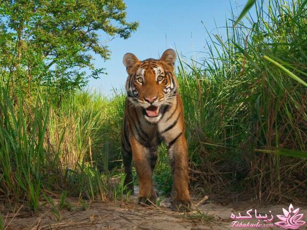 تصاویر منتخب مجله نشنال جئوگرافیک