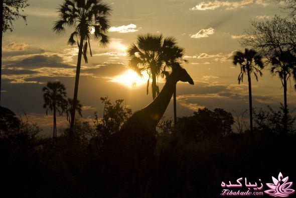 تصاویر منتخب مجله نشنال جئوگرافیک