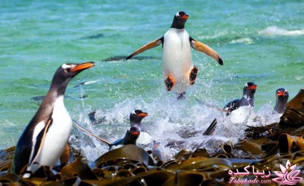 تصاویر منتخب مجله نشنال جئوگرافیک