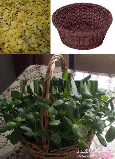 ایده ای زیبا برای سبزه ی سفره هفت سین