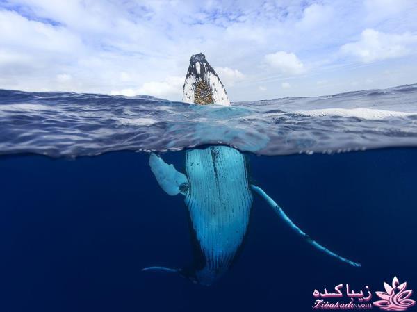 تصاویر منتخب مجله نشنال جئوگرافیک