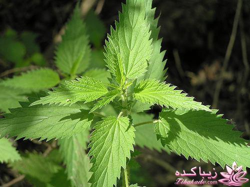 درمان بدون دارو - عکس نوشته های سلامتی