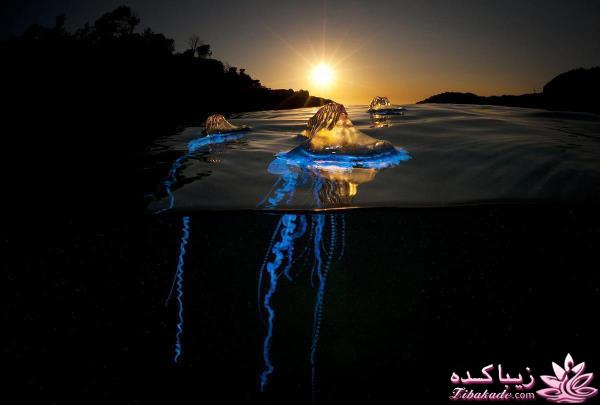 تصاویر منتخب مجله نشنال جئوگرافیک