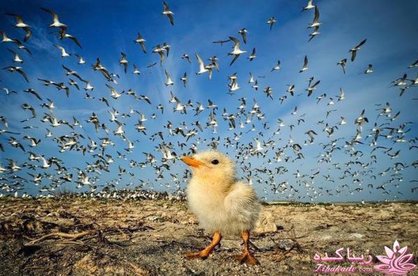 تصاویر منتخب مجله نشنال جئوگرافیک
