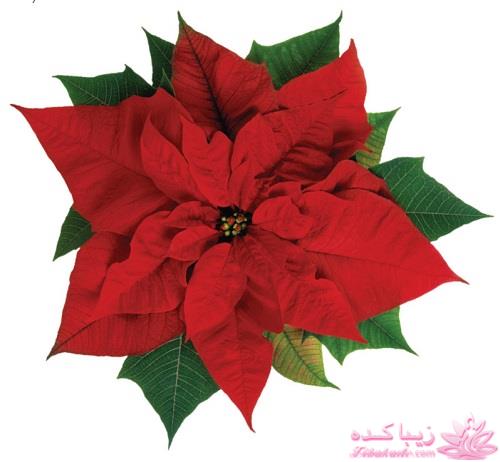 گیاهان آپارتمانی 