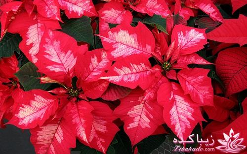 گیاهان آپارتمانی 