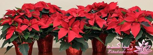 گیاهان آپارتمانی 