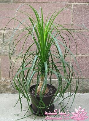 گیاهان آپارتمانی