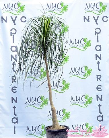 گیاهان آپارتمانی