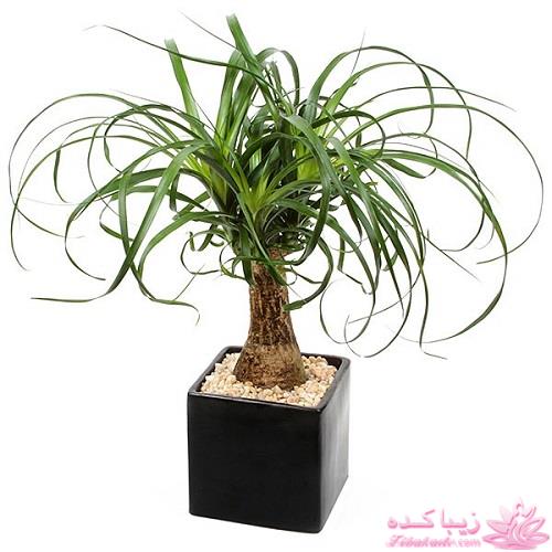 گیاهان آپارتمانی