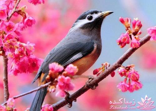 پرندگان زیبا