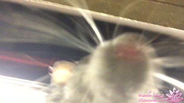 ۸ تا از بهترین و جالبترین عکس های سلفی سال ٢٠١٥