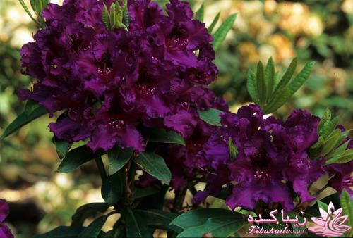 گیاهان آپارتمانی 