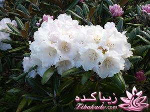 گیاهان آپارتمانی 