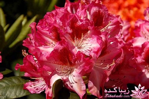 گیاهان آپارتمانی 