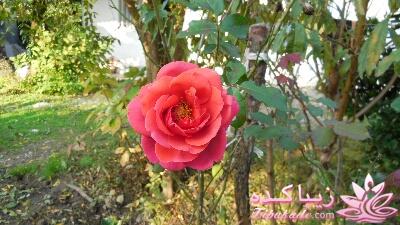 .:آلبوم عکسهای خودگرفته ما:.