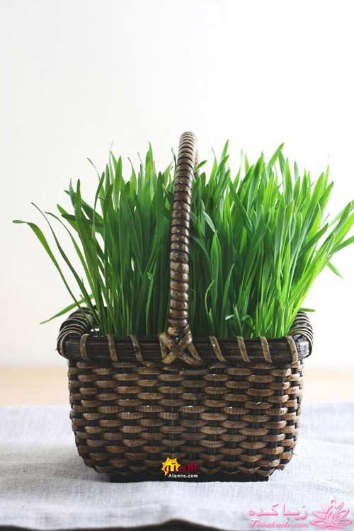 سبزه عید را خودتان سبز کنید !