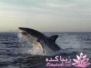 عکسهایی بسیار عجیب و غریب اما واقعی!