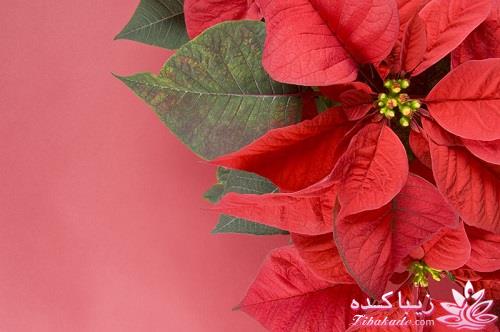 گیاهان آپارتمانی 