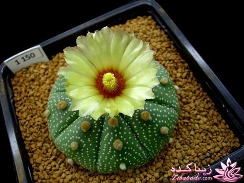 گیاهان آپارتمانی 