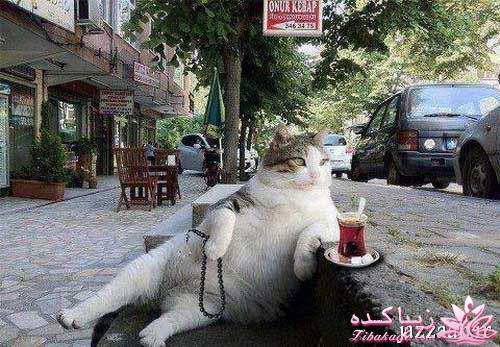 قاطی پاطی..........تاتی تاتی