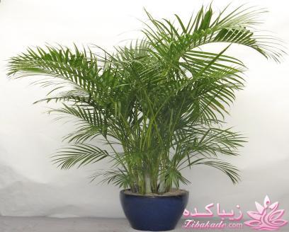 گیاهان آپارتمانی 