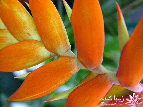 گیاهان آپارتمانی 