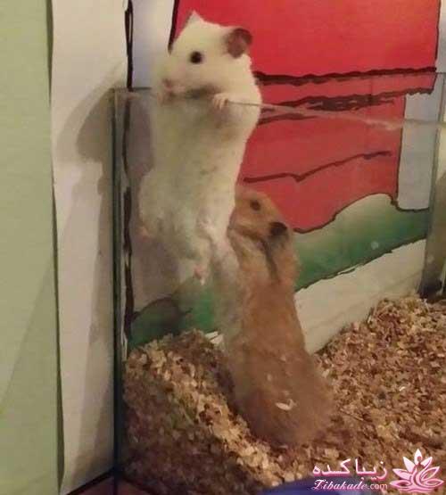 مجله سرگرمی زیباکده